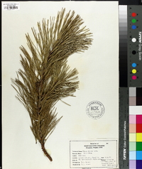 Pinus rigida image