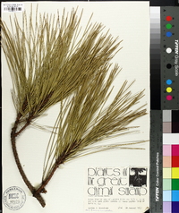 Pinus serotina image