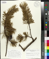 Pinus banksiana image