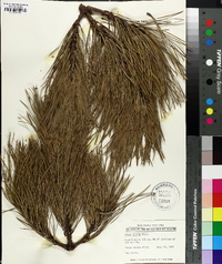 Pinus rigida image