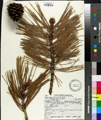 Pinus washoensis image