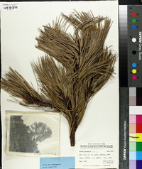Image of Pinus cooperi