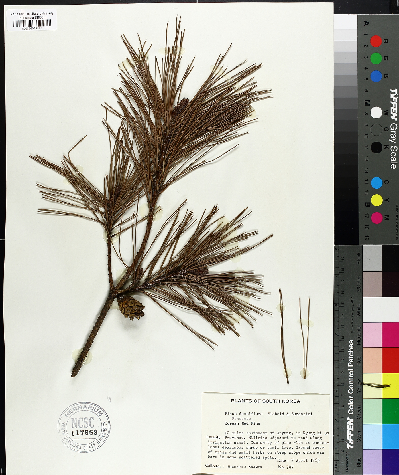 Pinus densiflora image