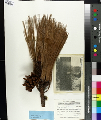 Pinus durangensis image