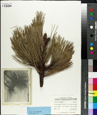 Pinus hartwegii image