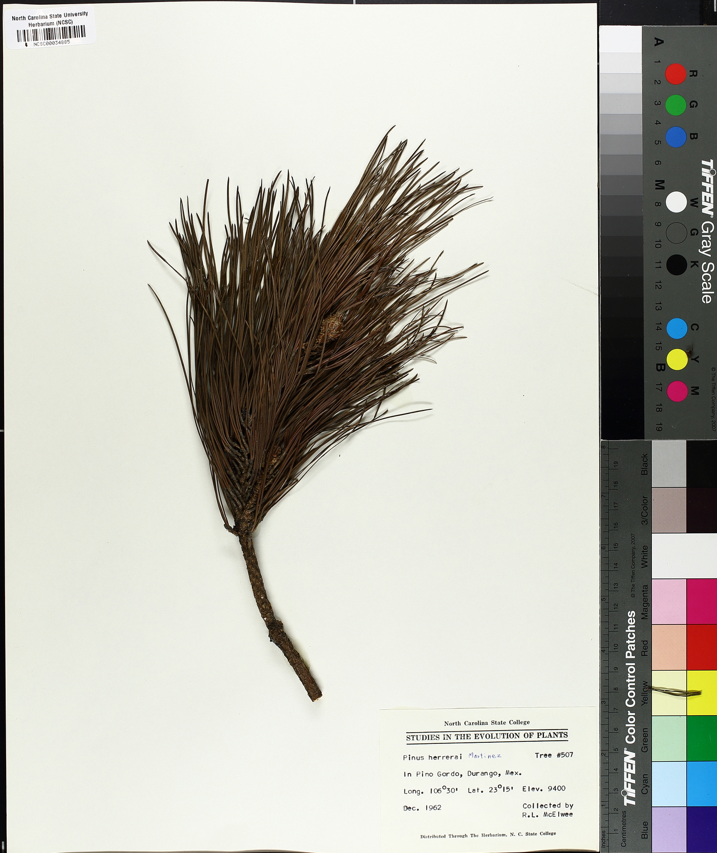 Pinus herrerai image