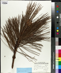 Pinus lawsonii image