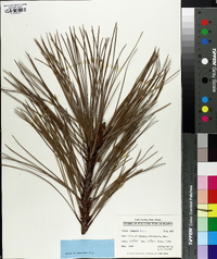 Pinus lawsonii image