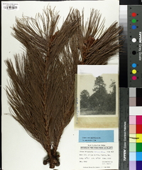 Pinus leiophylla image