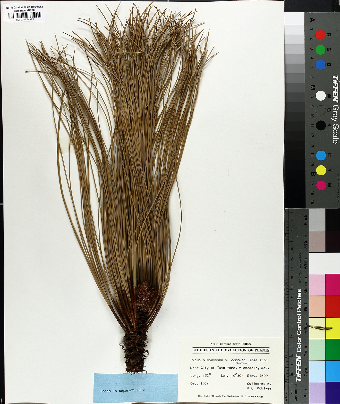 Pinus michoacana var. cornuta image