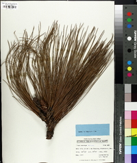 Pinus oocarpa image