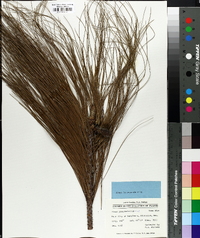 Pinus pseudostrobus image