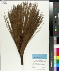 Pinus pseudostrobus image