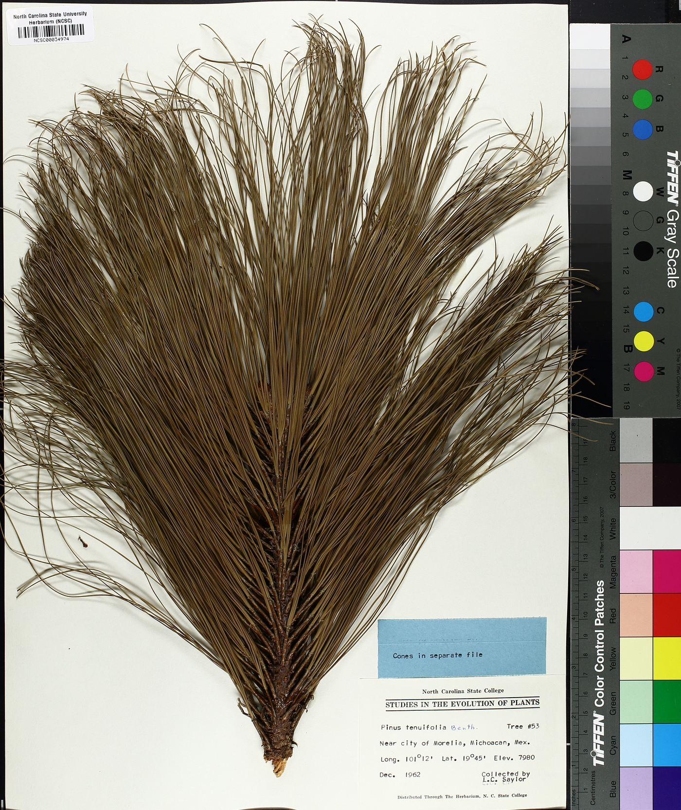 Pinus tenuifolia image