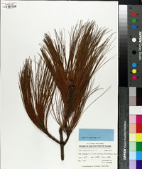 Pinus tenuifolia image