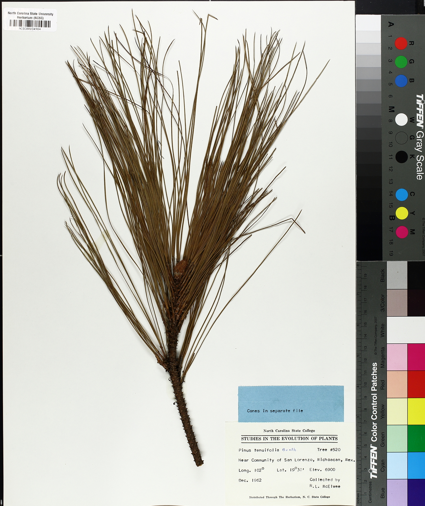 Pinus tenuifolia image