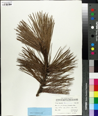 Pinus teocote image