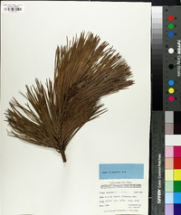 Pinus teocote image