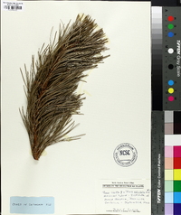 Pinus rigida image