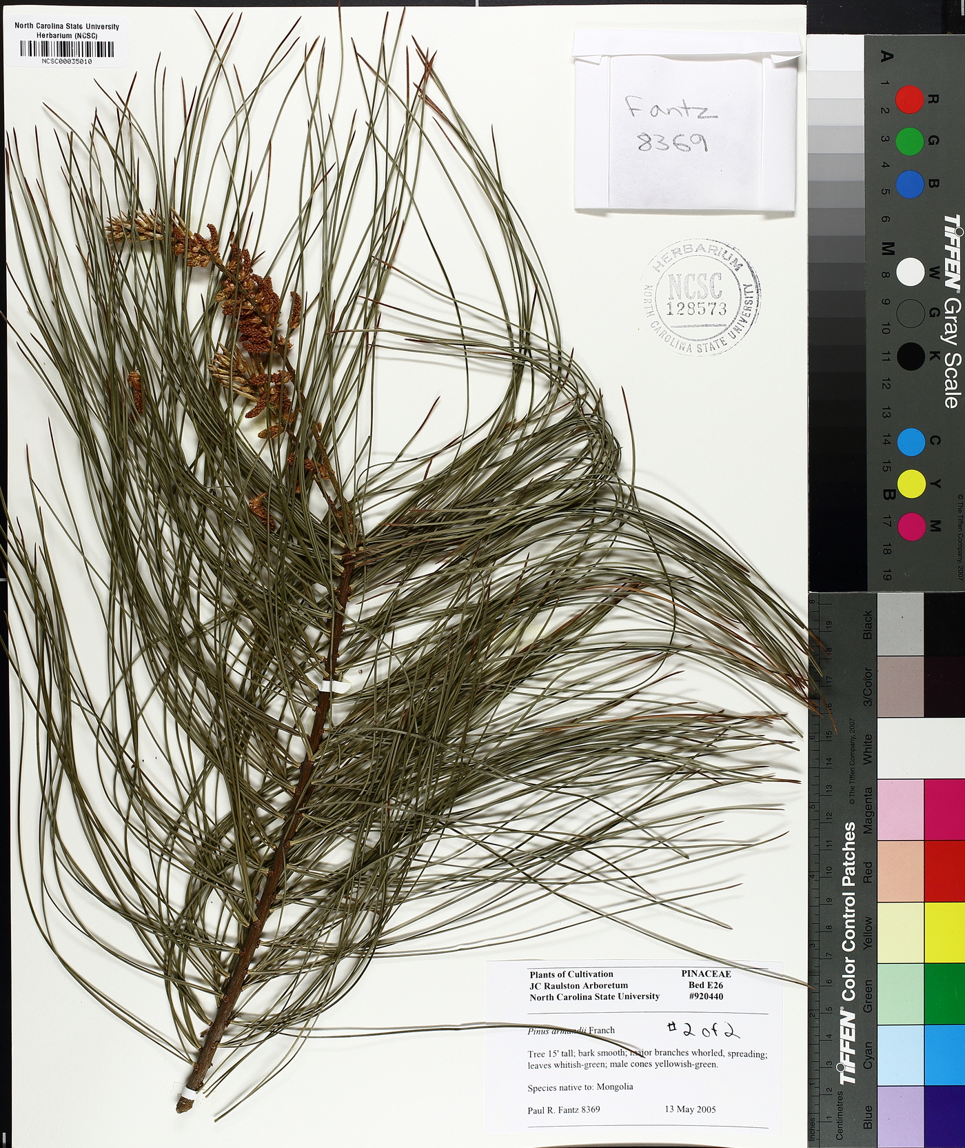Pinus armandii image