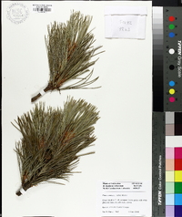 Pinus cembra image