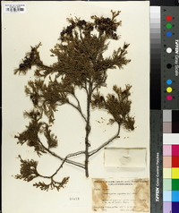 Chamaecyparis thyoides image