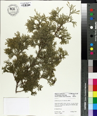 Chamaecyparis thyoides image