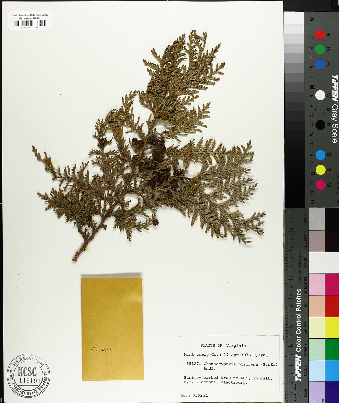 Chamaecyparis pisifera image