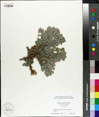 Chamaecyparis thyoides image