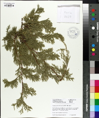 Chamaecyparis thyoides image