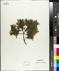 Juniperus ashei image