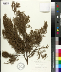 Juniperus ashei image