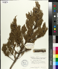 Juniperus ashei image