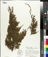 Juniperus ashei image