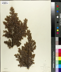 Juniperus communis var. depressa image