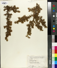 Juniperus communis var. depressa image