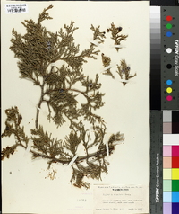 Juniperus scopulorum image