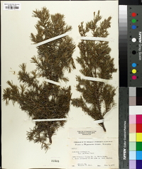 Juniperus communis var. depressa image