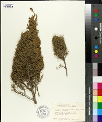 Juniperus pinchotii image