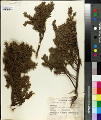 Juniperus nana image