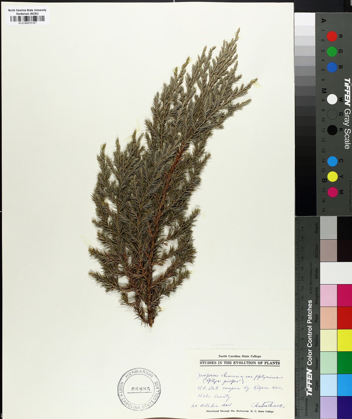 Juniperus chinensis var. pfitzeriana image