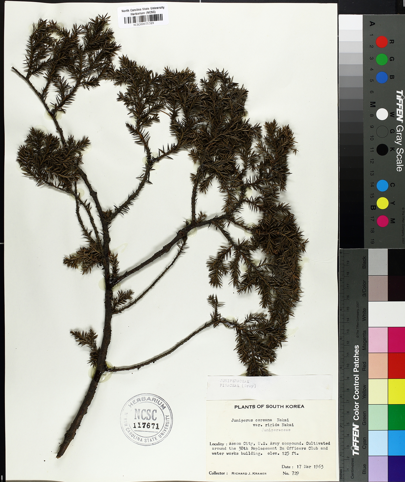 Juniperus rigida image