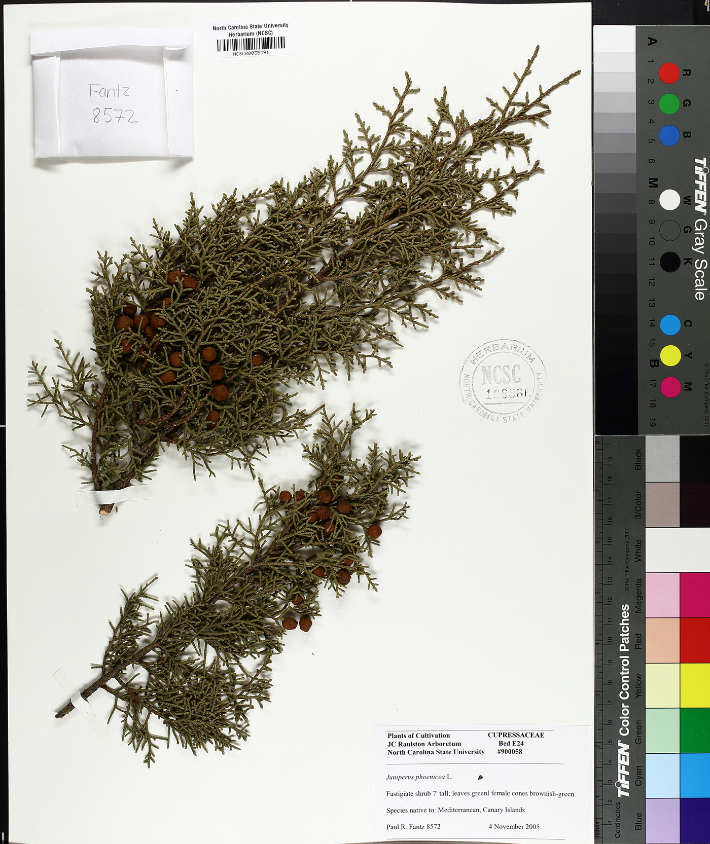 Juniperus phoenicea image