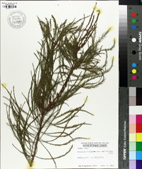 Taxodium distichum var. imbricarium image