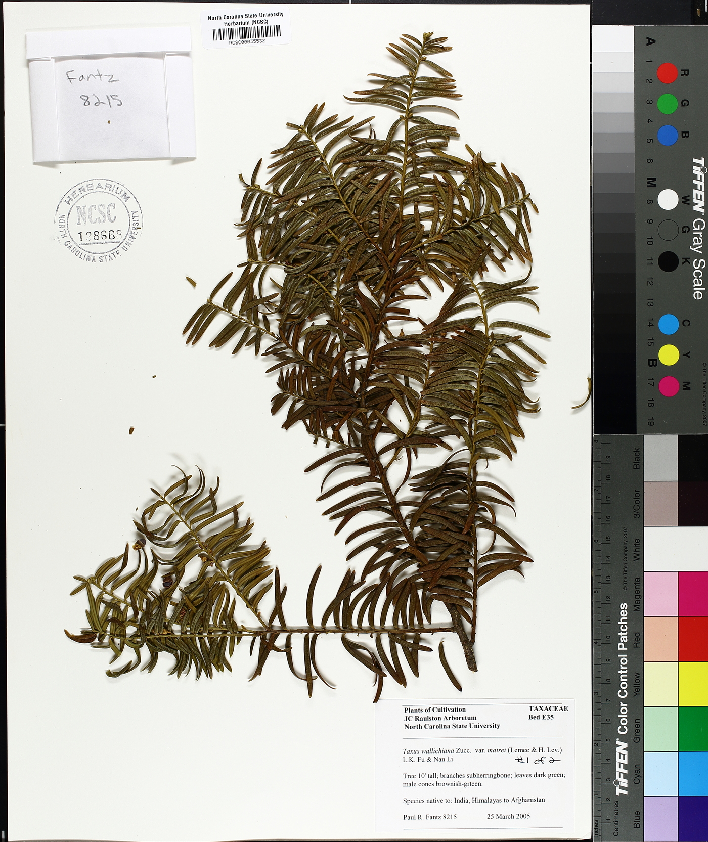 Taxus wallichiana image