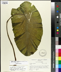 Nuphar advena subsp. ulvacea image