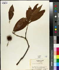 Illicium floridanum image