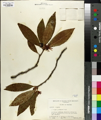 Illicium floridanum image