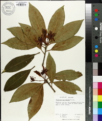 Illicium floridanum image