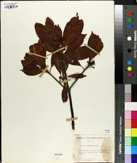 Illicium floridanum image